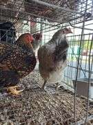 2 Barnyard Mix Hens