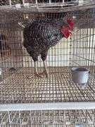 Barred Rock Rooster