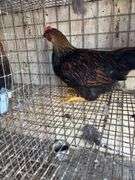 Gold Laced Wyandotte Rooster - 5 Mos Old
