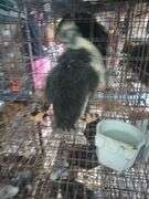 Young Ancona Call Cross Hen Duck "Nezbit"