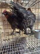 2 Pure Black Sexlink Roosters - 5 Mos Old