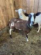 Black & White Khatadin Ewe - 18 Months Old