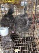 3 Bearded Silkies - 1 Silkie & 2 Showgirl