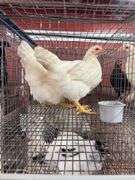 2 Amberlink Pullets
