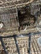 2 Lady Amherst Pheasants
