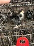 4 White Face Black Spanish Pullets