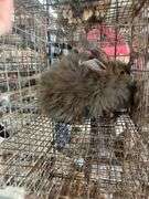 Aguti English Angora Doe