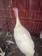 Heritage Tom Turkey - 5 Months Old