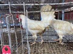2 White Leghorn Hens