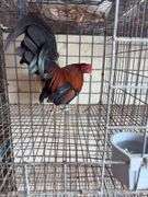 BB Red Banty Rooster