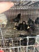 5 Rustic Rock Pullets