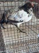Olive Egger Rooster