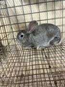 American Chinchilla Buck - 9 Wks Old