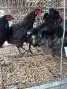 5 Black Australorp Roosters