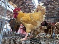 Rooster