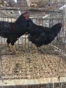 2 Roosters - 1 Black Copper Maran & 1 Ameraucana