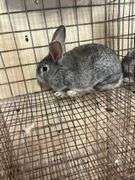 American Chinchilla Buck - 9 Wks Old