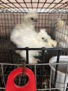 4 Paint & White Bearded Silkie Chicks