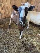 Black & White Khatadin Ewe - 18 Months Old