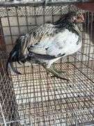 Olive Egger Rooster