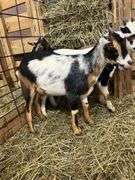 Tri Color Nigerian Dwarf Nanny w/ Blue Eyes - 4 Mos Old