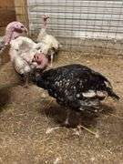Black Bronze Tom Turkey - 3.5 Mos Old