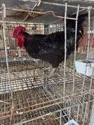 Jersey Giant Rooster