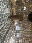 2 Flemish Giant Cross Does