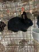 Black Bunny