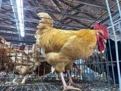Rooster