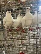 4 Homer Pigeons