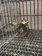 Indian Blue Peachick
