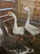 Male Goose