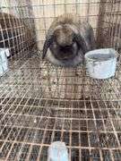 Holland Lop Doe "Rozzy"
