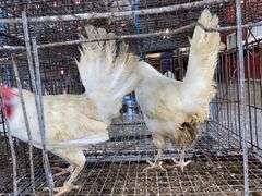 2 White Leghorn Hens