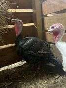 Hen Turkey