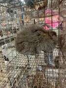 Aguti English Angora Doe