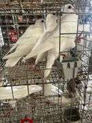 4 Homer Pigeons