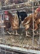 4 Isa Brown Hens