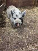 Boar Kune Kune Potbelly Juilanna Cross Pig