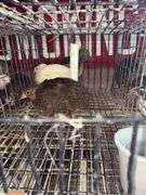 3 Coturnix Quail