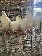 4 Homer Pigeons