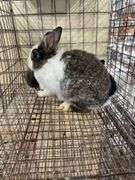 Lionhead Doe w/ 5 Bunnies - Sells As A Family