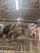 Pair of Royal Palm Trkeys - 12 Wks Old