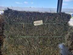 10 3rd Gras Alfalfa (2024)