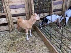 Tan & White Boer x Kiko Nanny