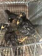 5 Rustic Rock Pullets