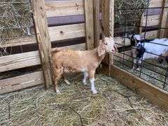 Tan & White Boer x Kiko Nanny