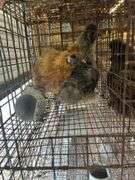 2 Silkie Hens