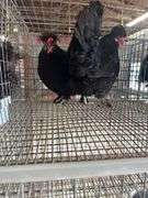 2 Polish Hens